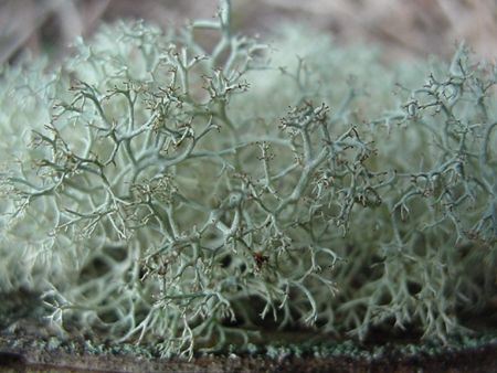 Lichen Close Up