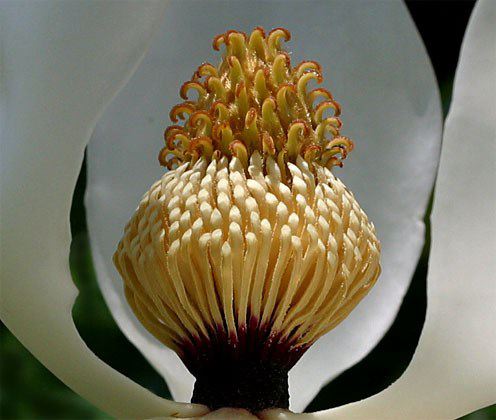 southern magnolia tree flower. Fairest Flower of the South