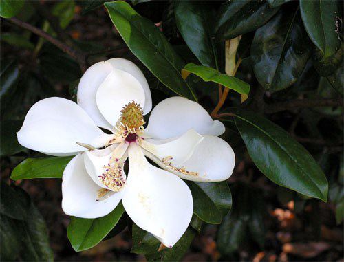 southern magnolia attitude