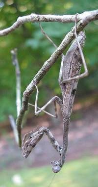 Carolina Mantid