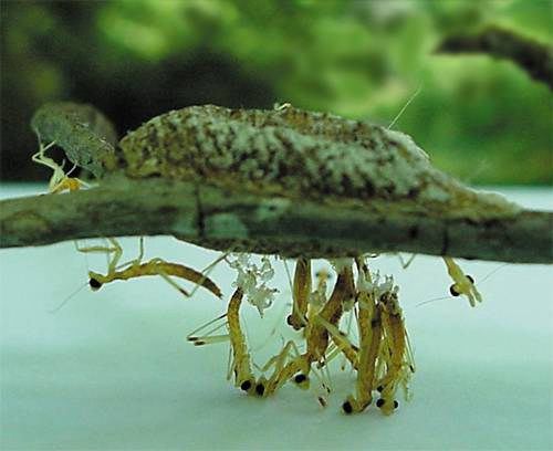 Carolina Mantid egg case hatching