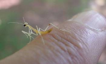 Carolina Mantid hatchling