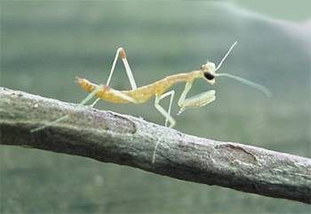 Carolina Mantid hatchling