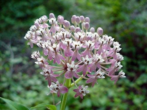 Swamp Milkweed (Ascelpias incarnata), flower head