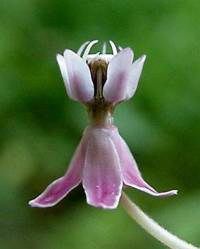 Swamp Milkweed (Ascelpias incarnata),individual flower