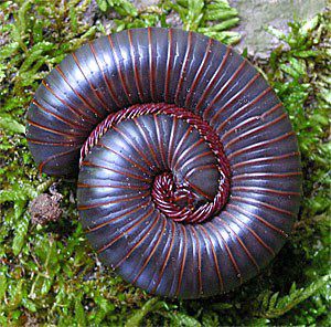  millipede