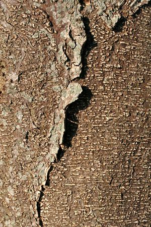 mimosa tree bark