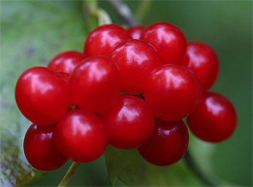 Carolina Moonseed, Cocculus carolinus, ripe berries