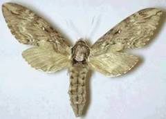 Catalpa Sphinx Moth, Ceratomia catalpae