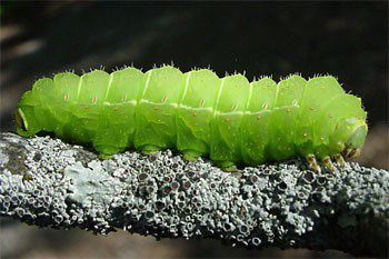 Luna Moth, Actias luna, caterpillar