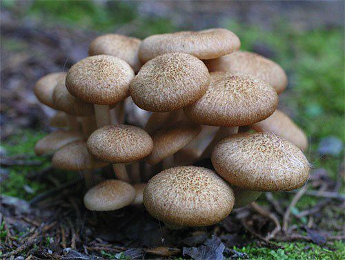 What is the scientific name of a mushroom?
