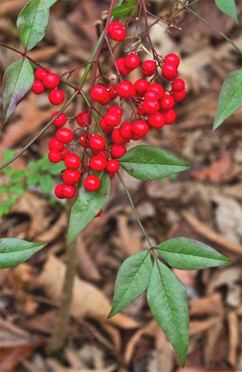 Nandina Varieties With Berries