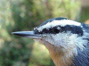 Red-breasted Nuthatch