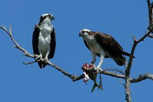 Osprey