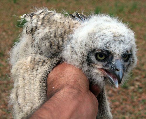 Great Horned Owl Photos - Birds Photos - Animal Photos 
