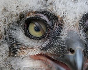 OwlGreatHornedNestling05.jpg