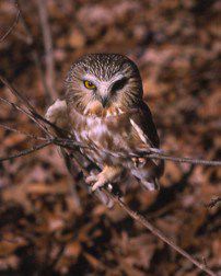 Northern Saw-whet Owl