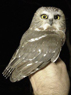 Northern Saw-whet Owl, Aegolius acadicus