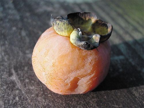 Common Persimmon (Diospyros virginiana) fruit