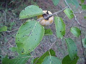 Common Persimmon (Diospyros virginiana) leaves