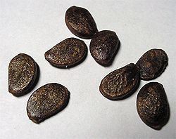 Common Persimmon (Diospyros virginiana) seeds