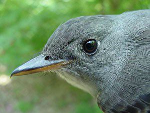 Wood-Pewee, Eastern