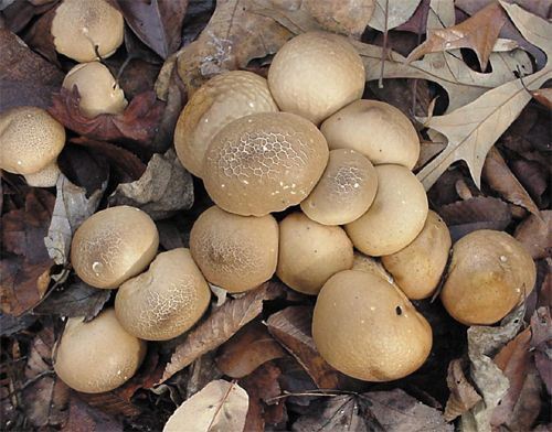 Pear-shaped Puffball, Lycoperdon pyriforme