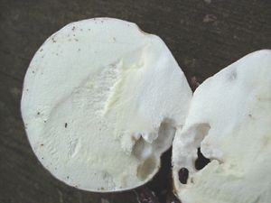 Pear-shaped Puffball, Lycoperdon pyriforme, section showing flesh