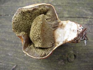 Pear-shaped Puffball, Lycoperdon pyriforme, section showing spores