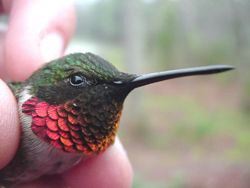 Ruby-throated hummingbird, adult male