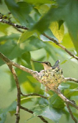 Ruby-throated Hummingbird, Archilochus colubris, female on nest