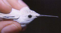 Ruby-throated Hummingbird, Archilochus colubris, leucistic form