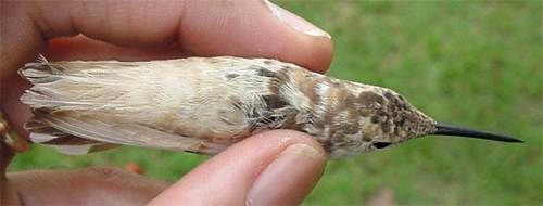 Leucistic female Ruby-throated Hummingbird