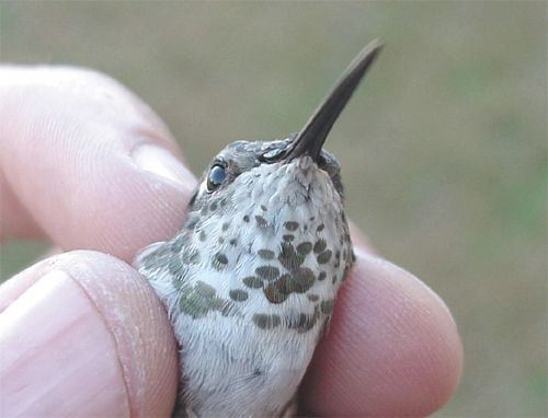 Rufous Hummingbird, Selasphorus rufus, adult female