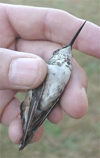 Rufous Hummingbird, Selasphorus rufus, adult female