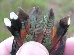 Rufous Hummingbird, Selasphorus rufus, adult female,tail