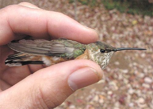 Rufus Hummingbird, Selasphorus rufus, immature female