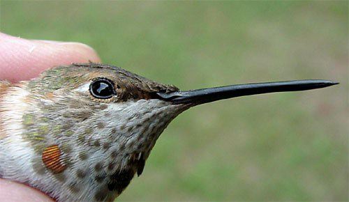 Rufous Hummingbird, Selasphorus rufus, juvenile male