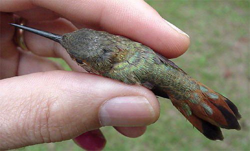 Rufous Hummingbird, Selasphorus rufus, juvenile male