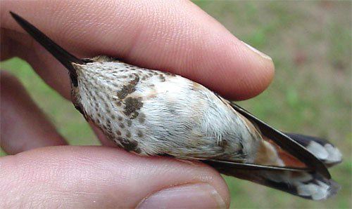 Rufous Hummingbird, Selasphorus rufus, juvenile male