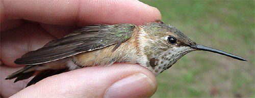 Rufous Hummingbird, Selasphorus rufus, juvenile male