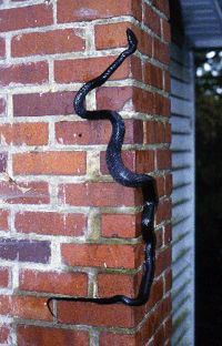 Black ratsnake, Elaphe obsoleta, adult