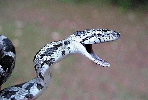 Black ratsnake, Elaphe obsoleta, hatchling