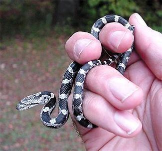 Black ratsnake, Elaphe obsoleta, hatchling