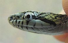 Black Ratsnake, Elaphe obsoleta, hatchling head