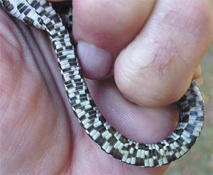 Black Ratsnake, Elaphe obsoleta, hatchling undertail markings