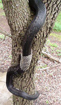 Black Ratsnake, Elaphe obsoleta, shedding