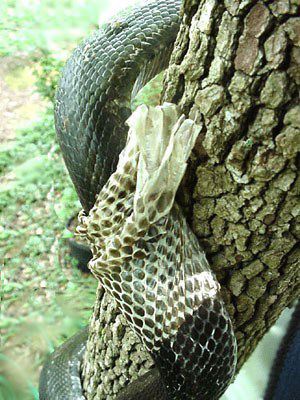 Black Ratsnake, Elaphe obsoleta, shedding