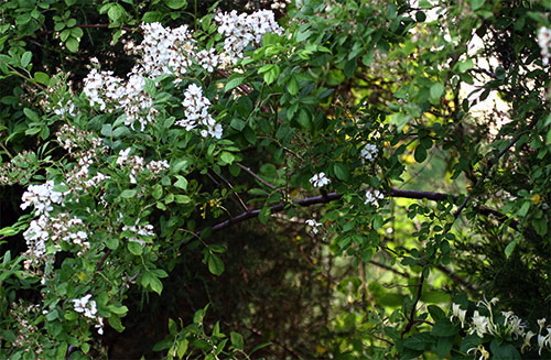  multiflora rose