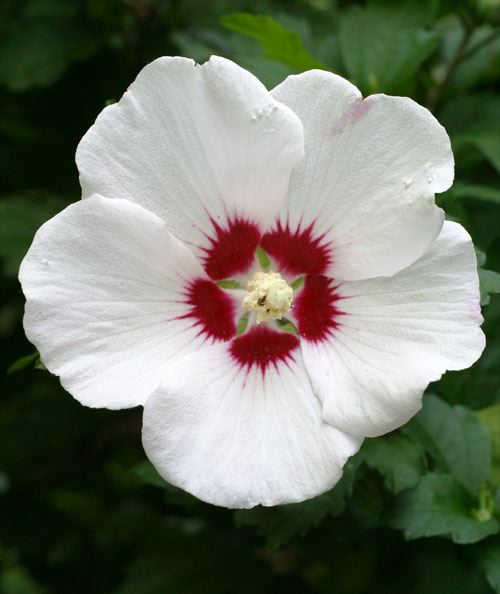 yellow rose of sharon